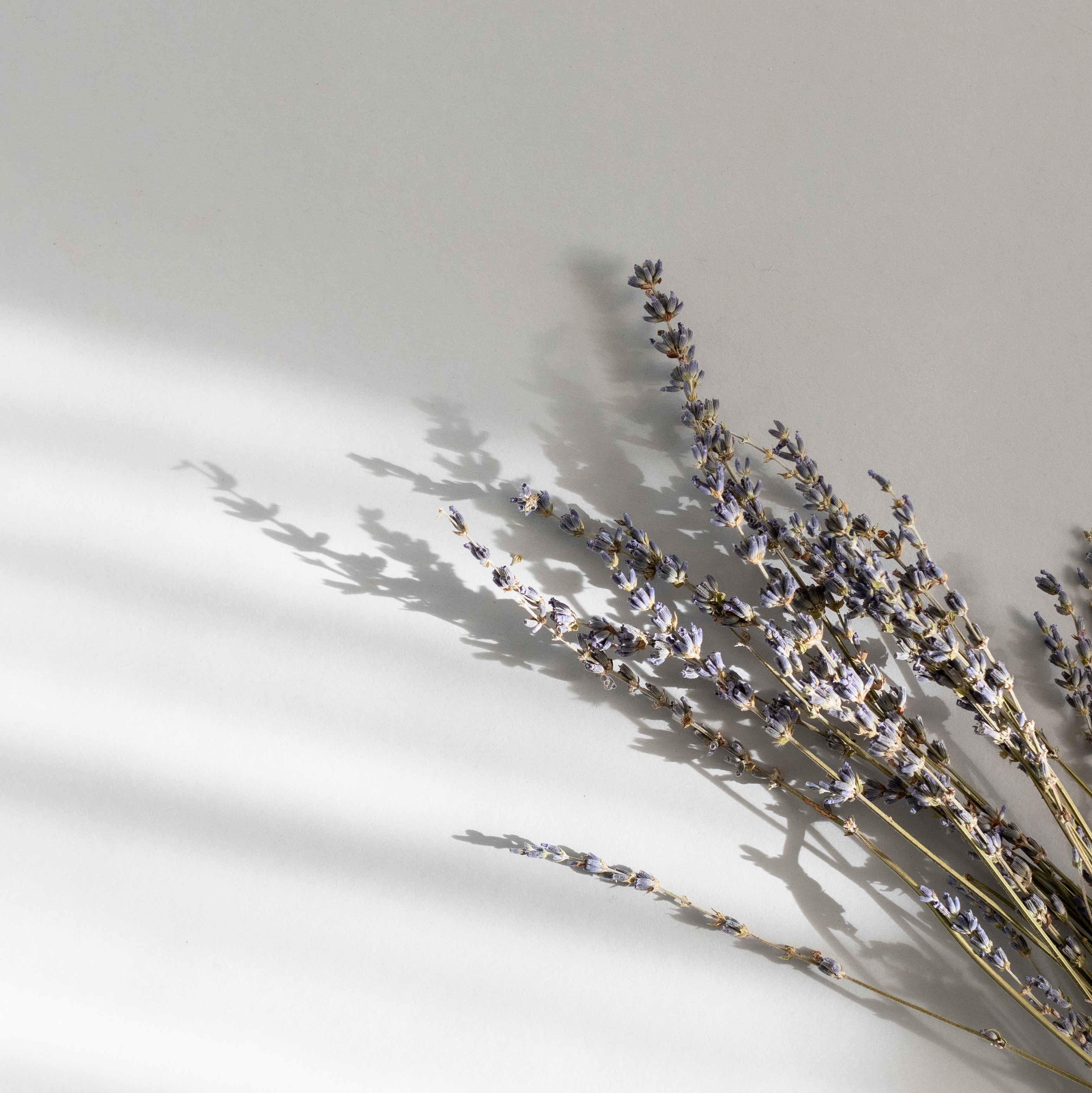 beautiful lavender scent used in the everyday body wash.